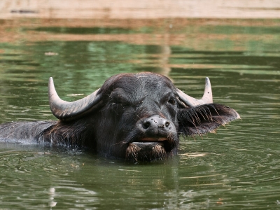 Waterbuffel - De Zonnegloed - Dierenpark - Dieren opvangcentrum - Sanctuary